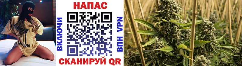 мега как зайти  Мамоново  Каннабис сатива  что такое  